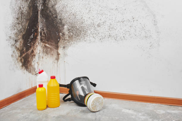 Office Mold Removal Services in Gridley, CA