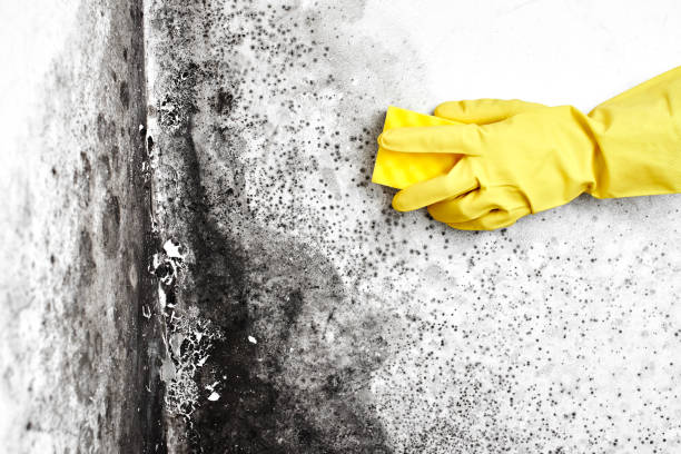 Best Home Mold Removal  in Gridley, CA
