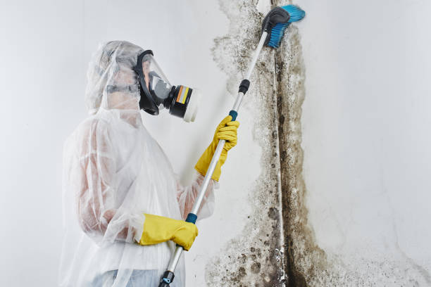 Best Office Mold Removal Services  in Gridley, CA