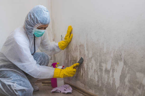 Best Professional Mold Removal  in Gridley, CA