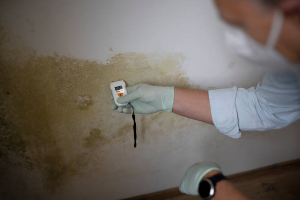 Best Black Mold Removal  in Gridley, CA