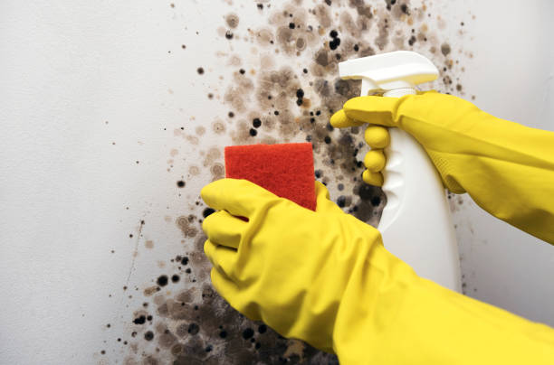 Best Mold Remediation  in Gridley, CA
